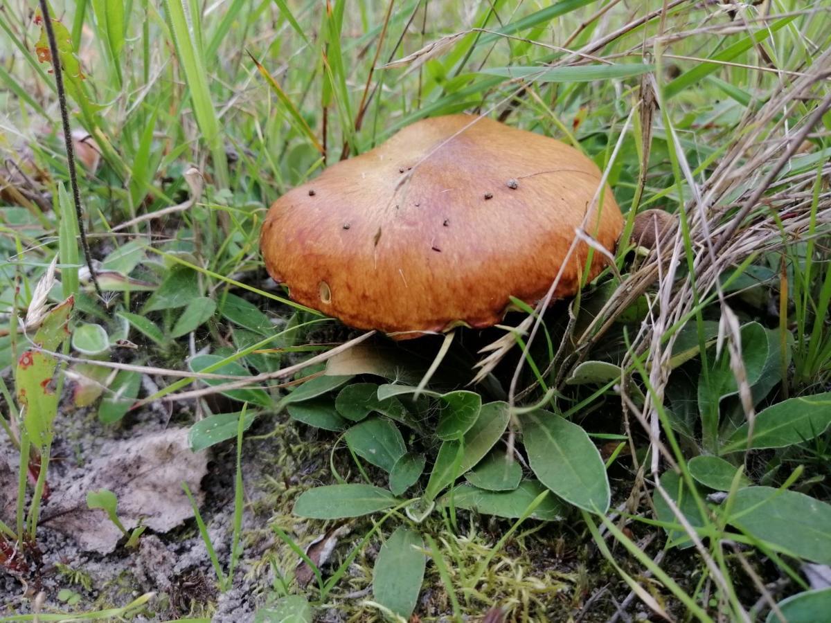 Agroturystyka Pod Dobrymi Skrzydlami Wiski Екстериор снимка